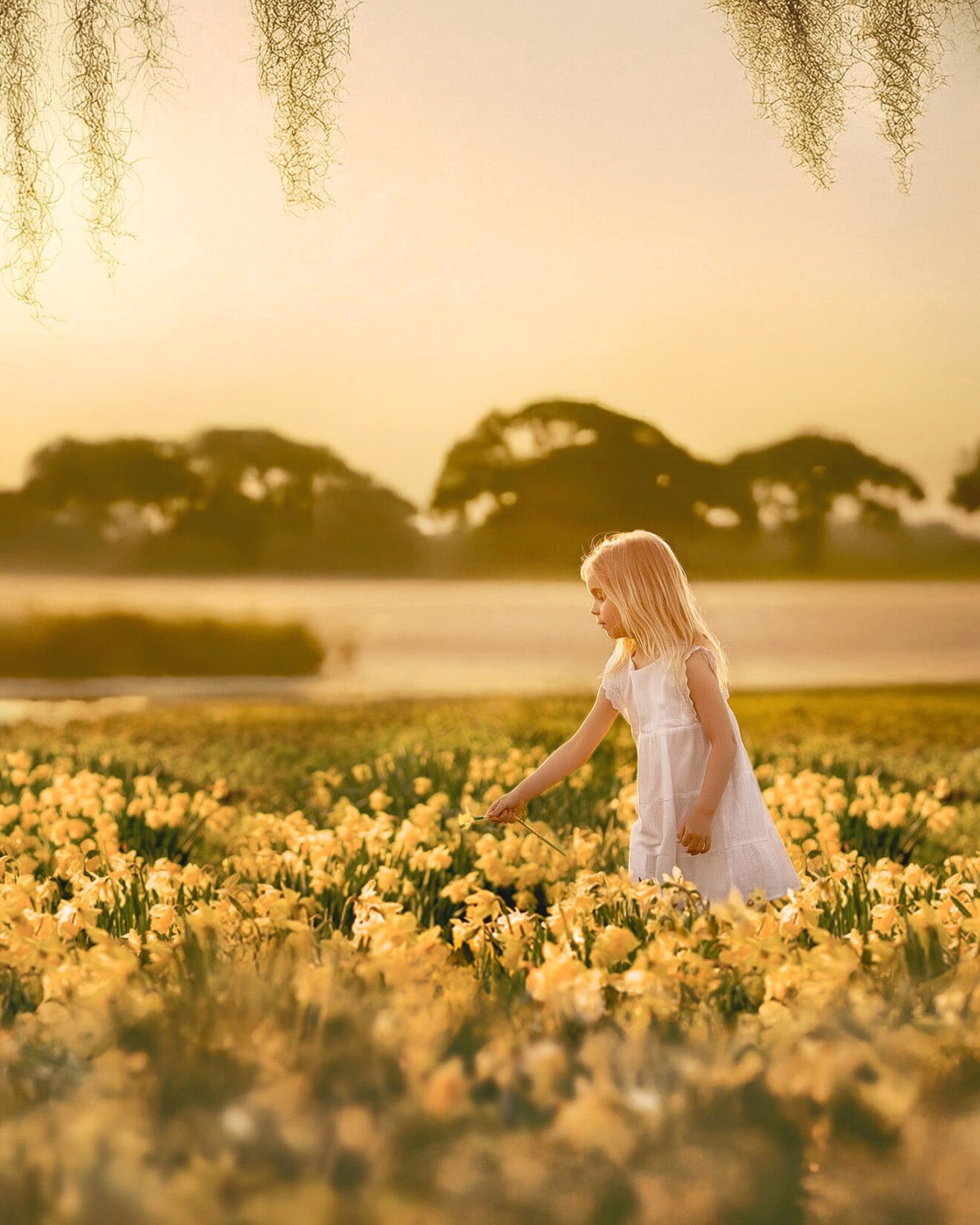Kane island daffodils mobile